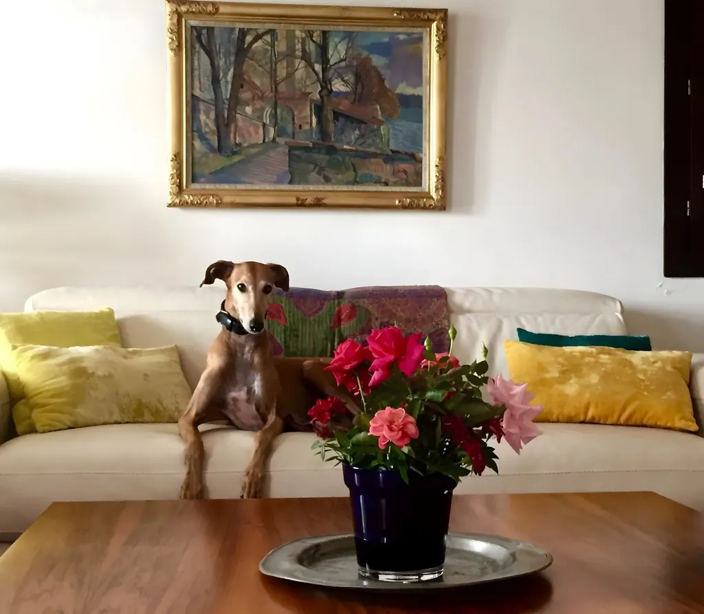 Villa el Olivar Perro galgo descansa en sofá beige con flores y cuadro decorativo